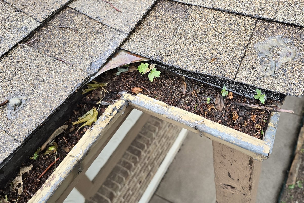 Gutter packed with needles, leaves, and a seedling growing in the debris