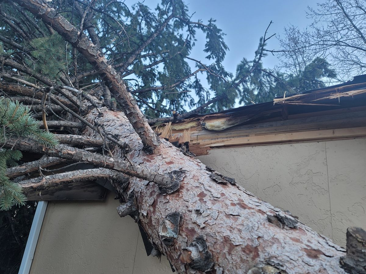 Pine tree brought down across the roof and gutter line of a house