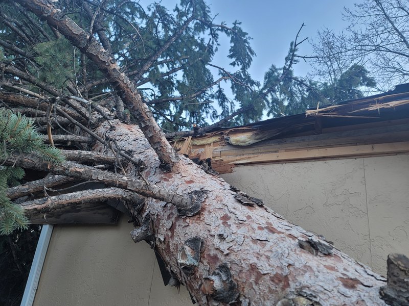 Large pine tree fallen across a damaged roof and gutter line