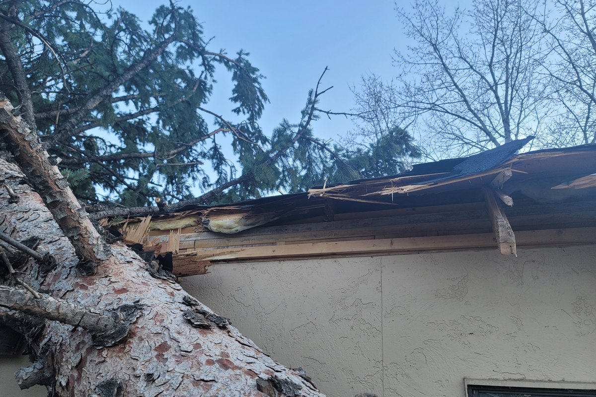 Large pine tree down across the roof and gutter line of a house
